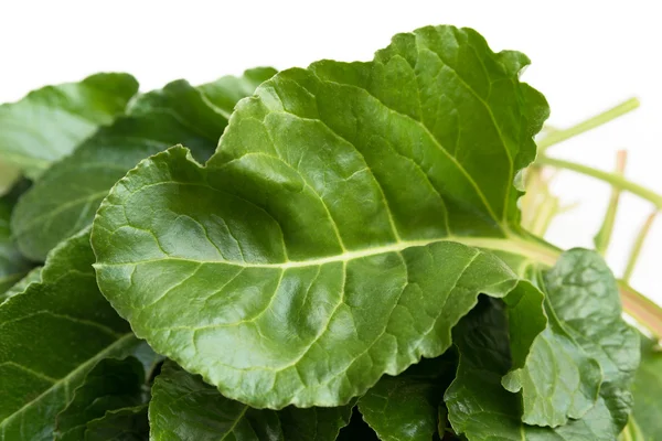 Fresh chard leaves — Stock Photo, Image