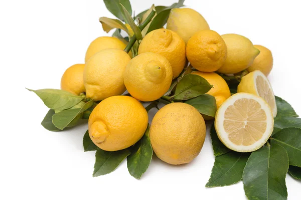 Freshly picked lemons — Stock Photo, Image
