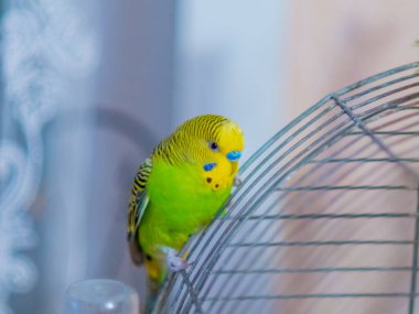 Bulanık arkaplanda bir papağan.