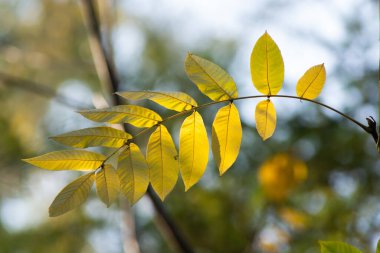 Bulanık arkaplanda çiçekler.