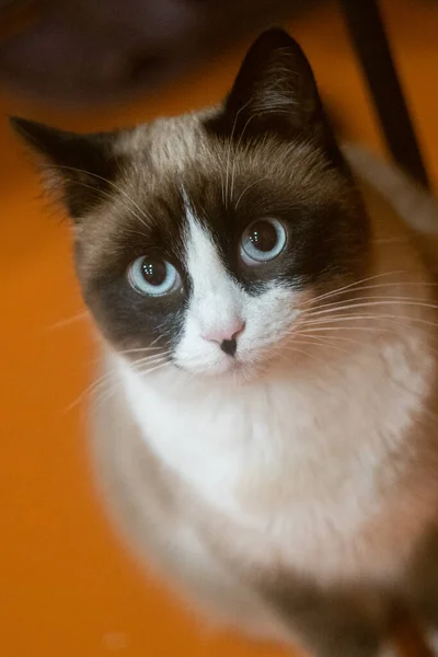 Kedi bulanık bir arkaplanda kameraya bakar..
