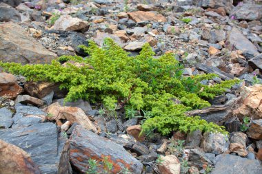Bir yaz gününde cüce dağ çimenleri.