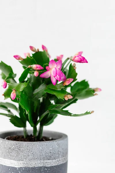 Pink Schlumbergera, Christmas cactus or Thanksgiving cactus on white background. Vertical crop. Close-up.