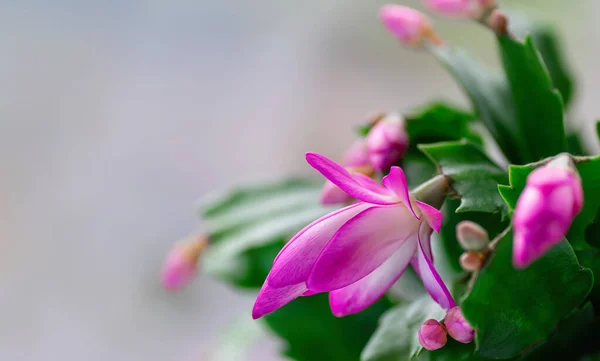 Pink Schlumbergera, Christmas cactus or Thanksgiving cactus on white background. Close-up. Copy space.