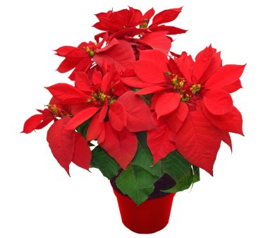 red poinsettia clipart