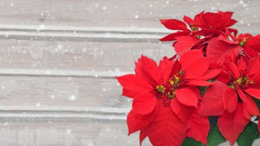 Atatürk çiçeği ve kar. Ahşap arka plan üzerinde Noel çiçek