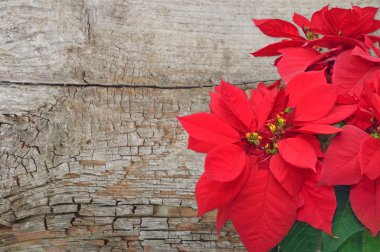 poinsettia on wooden background clipart