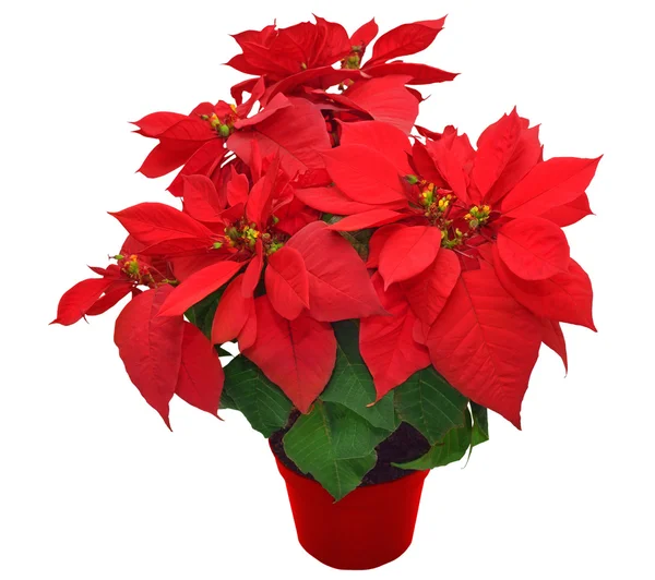 Червоний poinsettia — стокове фото