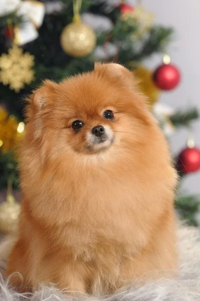 Pomeranian hund i hem — Stockfoto