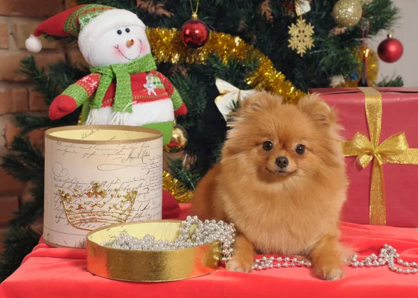 Cão pomeranian na árvore de Natal — Fotografia de Stock