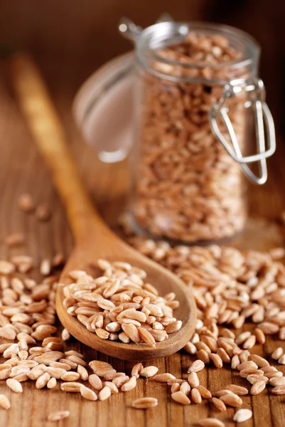 Wheat grains in the spoon — Stock Photo, Image