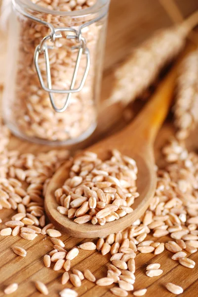 Wheat grains in the spoon — Stock Photo, Image