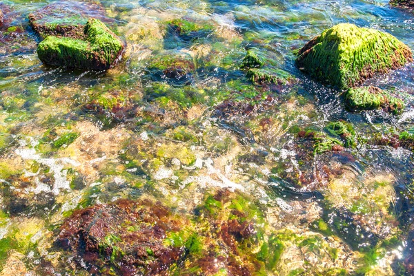 Kayalar ve yeşil algler su altında — Stok fotoğraf