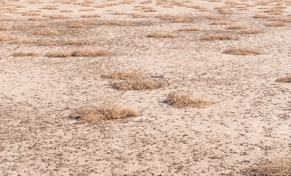 Dried salt lake shore — Stock Photo, Image