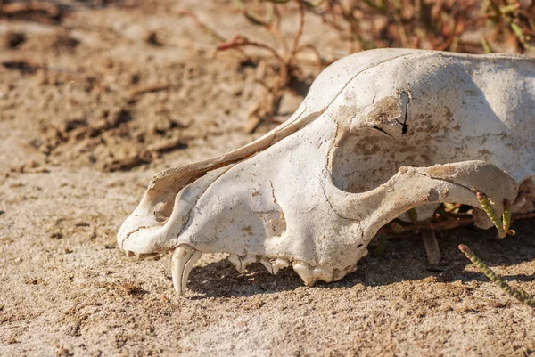 Hond schedel in gras — Stockfoto