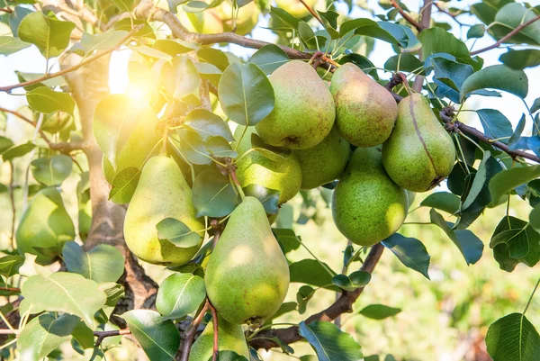 Bunch of ripe pears on tree branch — Stock Photo, Image
