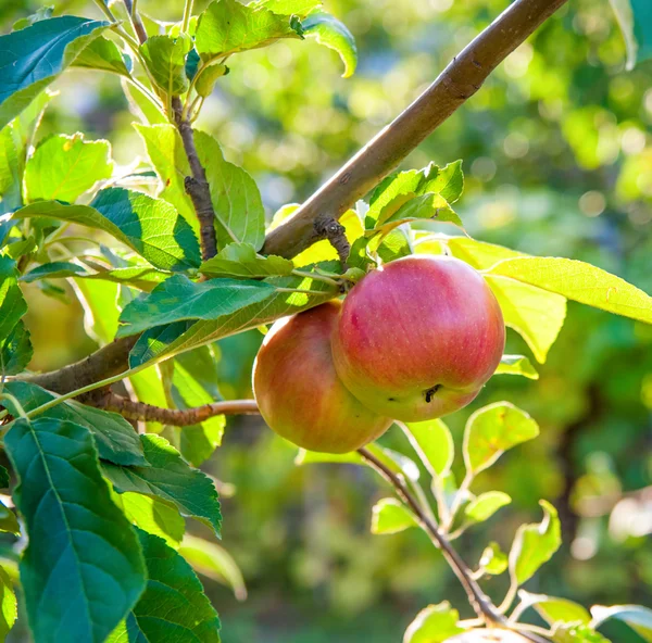 Red apples on apple tree branch — Stock Photo, Image