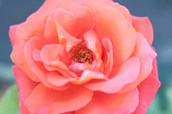 鮮やかな赤いバラ — ストック写真