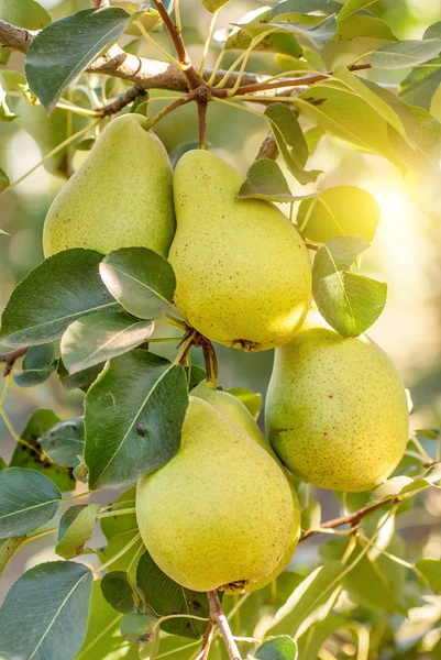 Mazzo di pere mature su ramo d'albero — Foto Stock