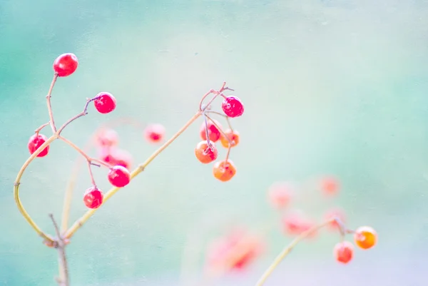 Rowan branch on a light blue background — Stock Photo, Image