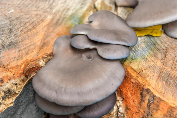 Funghi sul tronco d'albero in autunno — Foto Stock