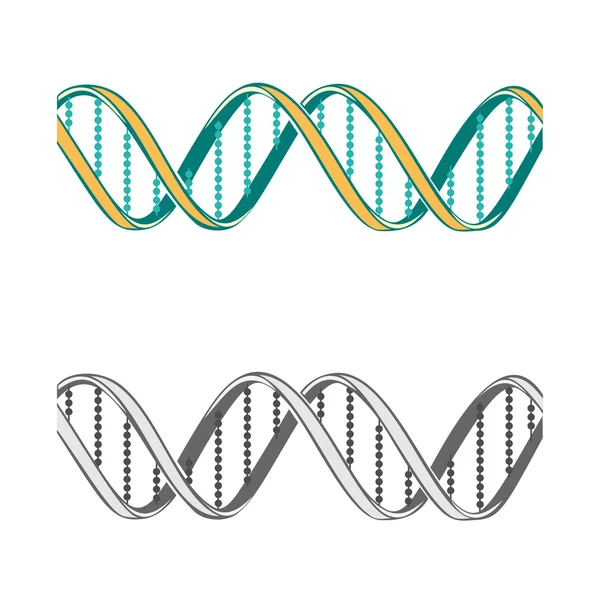 Conjunto de dos símbolos de ADN sobre fondo blanco — Vector de stock