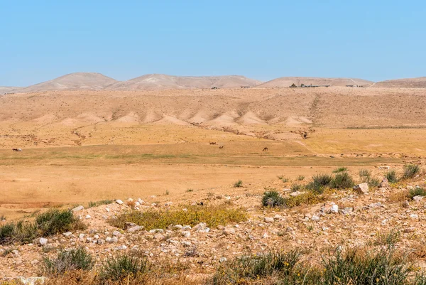 Негев пустыня, верблюды на заднем плане — стоковое фото