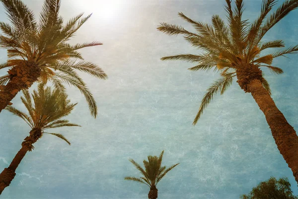 Branches of palms under blue sky — Stock Photo, Image