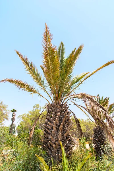 Palm tree under blue sky — Stock Photo, Image