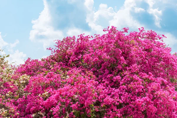 Flor de azalea — Foto de Stock