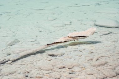dead sea mineralleri