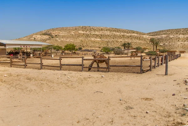 Camelos na fazenda — Fotografia de Stock