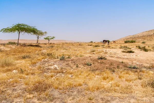 Пустынный пейзаж в пустыне Негев Израиля — стоковое фото