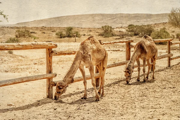 Два верблюда в загоне для верблюдов . — стоковое фото