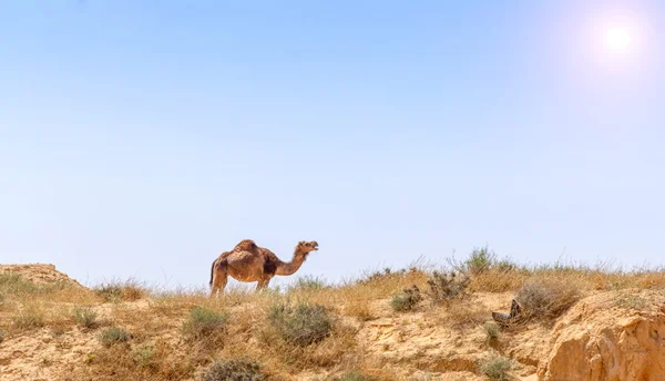 Арабийский верблюд пасутся в пустыне Негев . — стоковое фото