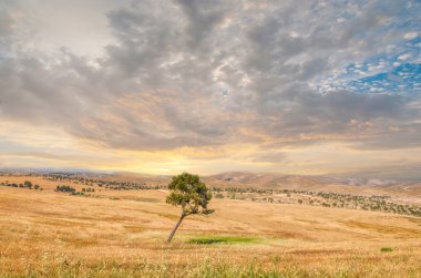 Yalnız ağaç, Negev Çölü