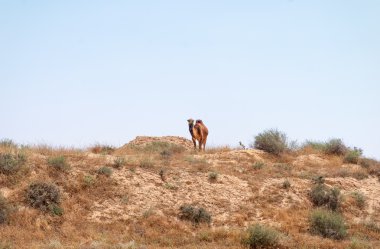 Arap deve sıyrık İsrail Negev Çölü.
