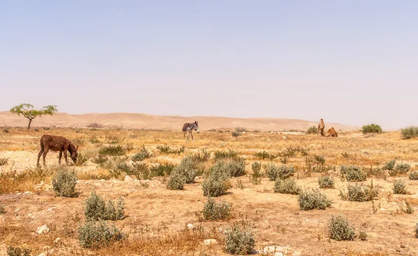 イスラエルのネゲヴ砂漠の砂漠の風景 — ストック写真