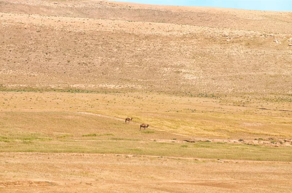 Arabian Camels. — Stock Photo, Image