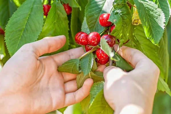 Female hands harvesting cherry from tree — Stock Photo, Image