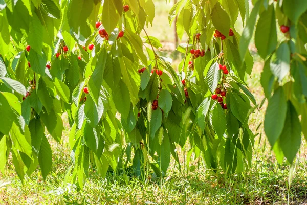 Röda körsbär på en trädgren över grön bakgrund — Stockfoto