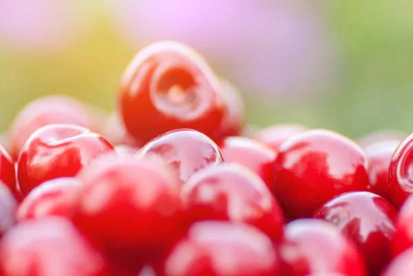Nyplockade mogna röda körsbär — Stockfoto