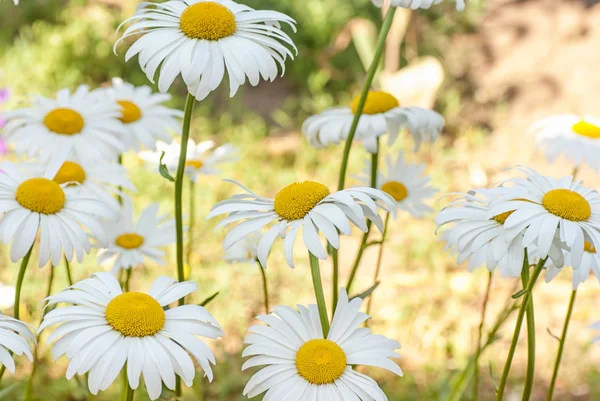 Felt af daisy blomster - Stock-foto