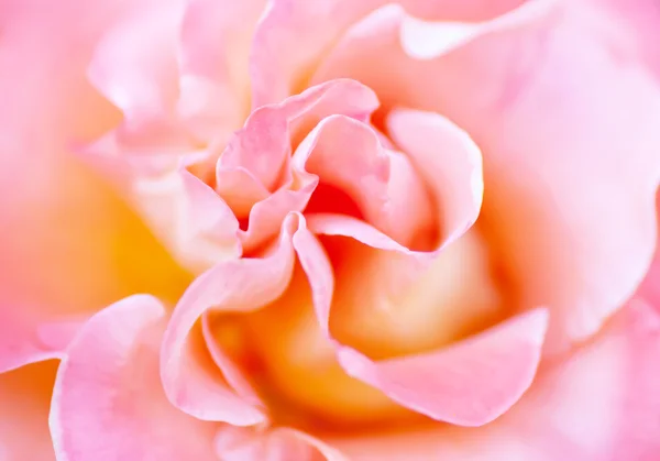 Blurred soft romantic pink rose in vintage style — Stock Photo, Image