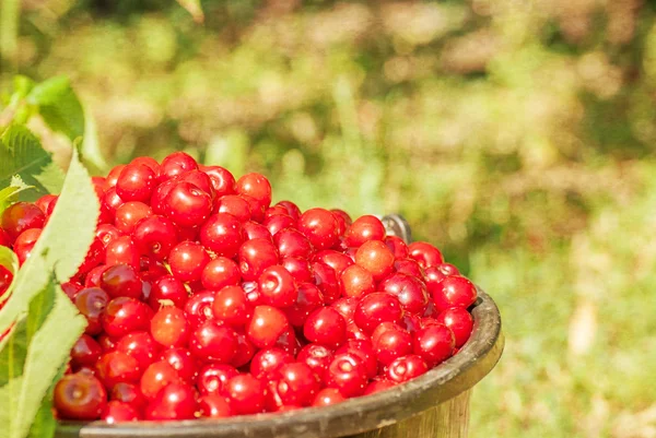 Bucket with cherry standing in the grass — Stock Photo, Image