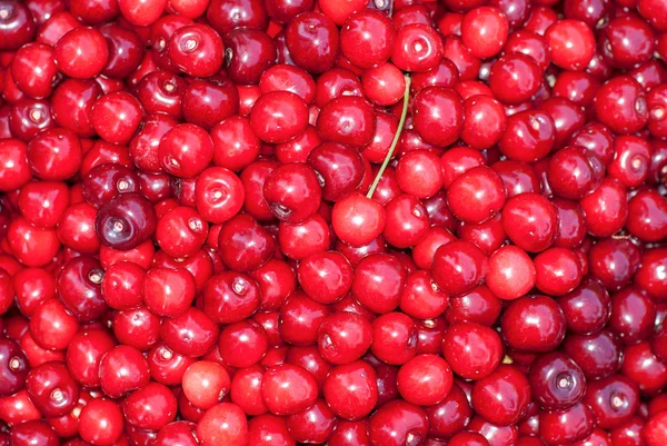 Ramo de cerezas frescas, jugosas y maduras —  Fotos de Stock