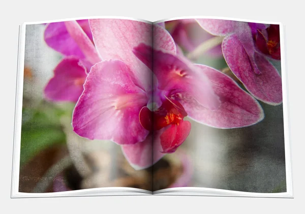 Opened  book with a picture  lilac violet orchid — Stock Photo, Image