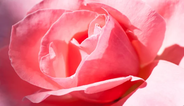 Pink Rose Flower — Stock Photo, Image