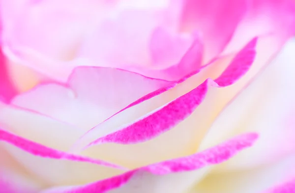 Pink rose with shallow depth of field — Stock Photo, Image