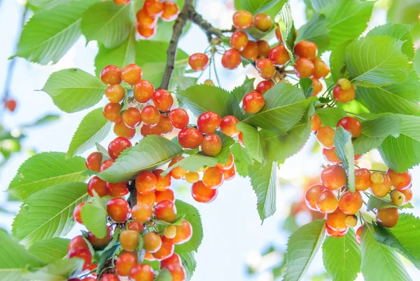 Ripe cherries on a tree — Stock Photo, Image